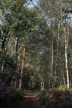 idyllischer waldweg im venner moor