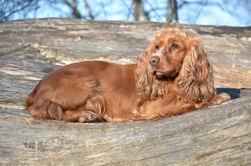 Cocker Spaniel