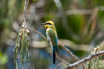 Closeup of a Rainbow bee-eater (Merops ornatus) perched to a branch against blurred background