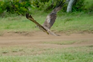 Closeup of black kite (Milvus migrans) flying over a field
