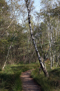 idyllischer weg durchs venner moor