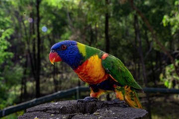 Trichoglossus rubiginosus parrot perching on wood