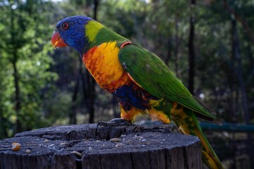 Lorikeet perching on wood