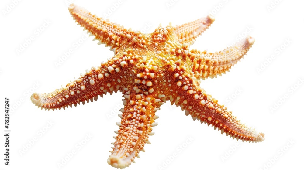 Poster close up view of a starfish on a plain white background, suitable for various design projects