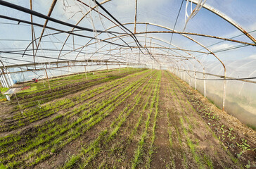 Wide angle view of organic vegetable greenhouse plantation. - 782947632