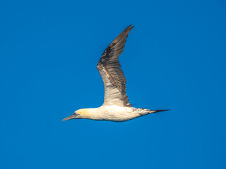 Adult northern gannet flying over the waters of the Atlantic Ocean off the coast of Mauritania,...