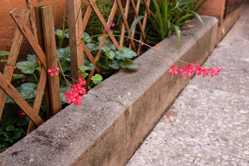 Dettaglio ravvicinato di un ramo fiorito di Heuchera sanguinea con piccoli fiori rossi e corallo a forma di campanula, sfondo urbano sfocato con grigliato in legno © Ilarialapreziosa