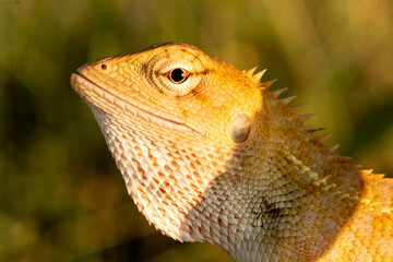 Macro of a lizard on a blurred background