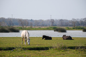 white horse, two brown horses lying down, in natural area