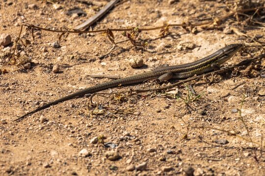Closeup shot of a desert grassland whiptail lizard with a long tail on the ground