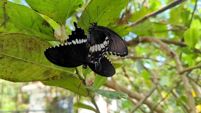 Closeup of black butterflies flying around green leaves of a tree