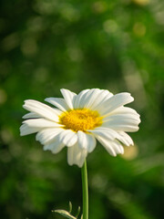 White daisy flower closeup in a sunrise light background.