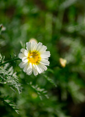 White daisy flower closeup in a sunrise light background.
