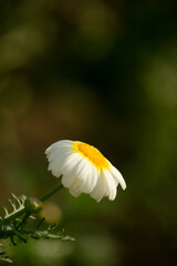 White daisy flower closeup in a sunrise light background.