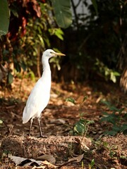 Cattle egret bird standing on dry leaves in the forest ona  sunny day, vertical shot