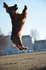 springender Hund