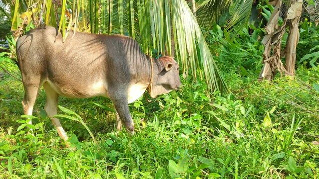 Cow eating grass surrounded by dense vegetation moving from a breeze