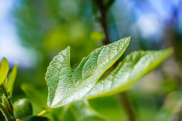 Closeup shot of a green leaf on a fig tree