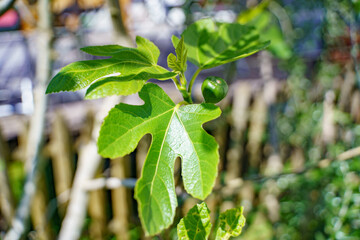 Closeup shot of green leaves on a fig tree