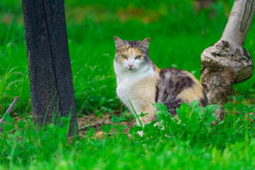 Closeup shot of a colorful cat staring at the camera while sitting on the grass
