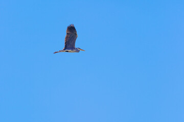 Grey heron bird flying in a clear blue sky