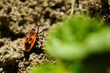 Closeup of a european firebug on rocks in a field under the sunlight with a blurry background
