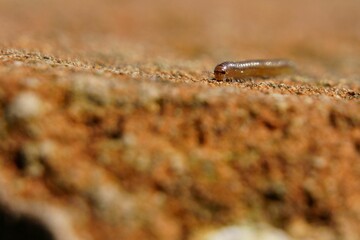 Macro of a centipede on the ground