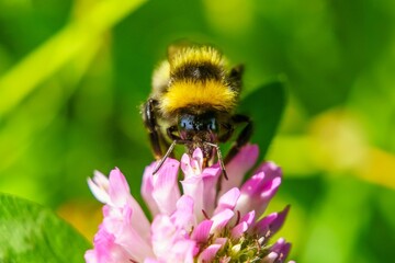 Selective focus shot of Bombus jonellus on a pink flower