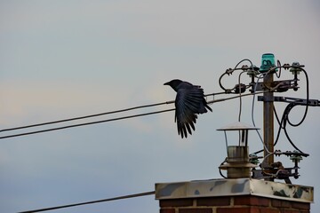 Closeup of a crow perched on electric wires under a cloudy sky in the daylight