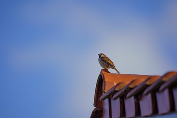 Eurasian tree sparrow perched on a house roof.