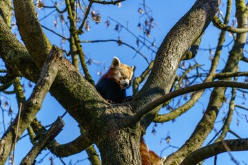 Low angle shot of a red panda on a bare tree under the sunlight and a blue sky