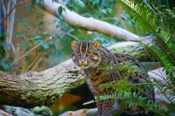 Closeup of a fishing cat in a forest covered in greenery under the sunlight