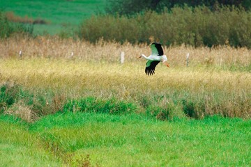 Selective focus of a stork flying above a field covered in greenery