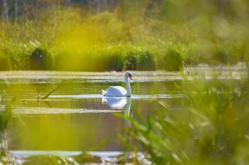 Selective focus of a swan swimming on a pond in a field on a sunny day