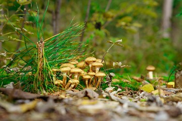 Selective focus of honey fungus growing in a forest on a sunny day with a blurry background