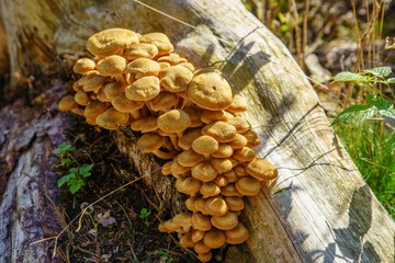 Closeup of honey fungus growing on a tree sunlit stump, yellow grass background