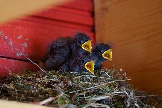 Closeup shot of Amsel Babys birds iin the nest