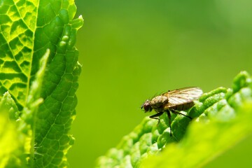 Selective focus of a housefly on a sunlit green leaf with blurred background