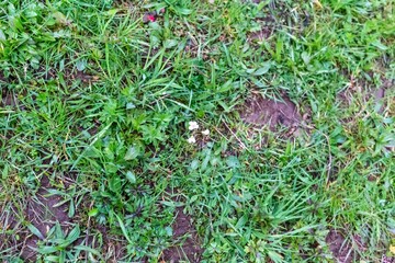 Top view of a tiny white flower on the ground