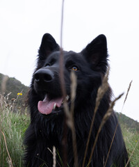Vertical closeup of the black German Shepherd looking up.