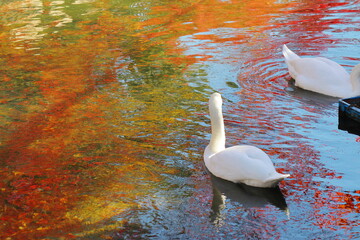 秋の映る湖面と白鳥
