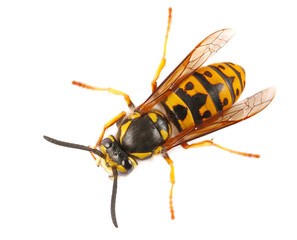 European hornet (Vespa crabro) isolated on white