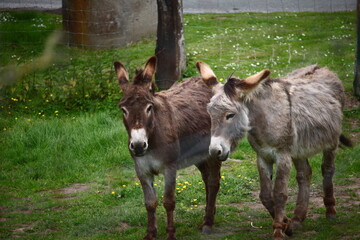 two donkeys on a farm