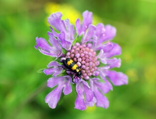 Macro shot of a Mylabris insect on purple Pincushions, Scabiosa flower with blur background