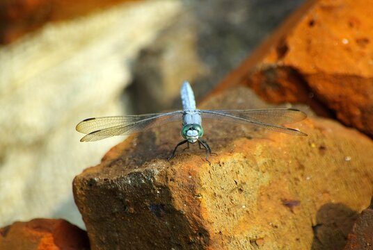 Eastern pondhawk dragonfly sitting on a big rock in bright sunlight with blur background