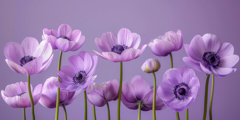 Delicate Purple Anemone Flowers on a Soft Lilac Background