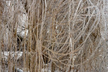 Closeup shot of frozen twigs