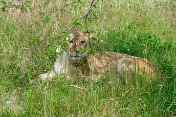Single lioness sitting on the grass