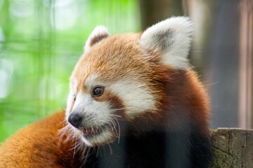 Closeup shot of young red panda against blurred background