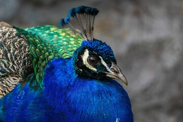 Closeup of the blue and green peafowl (Pavo cristatus) looking aside in the daytime - obrazy, fototapety, plakaty